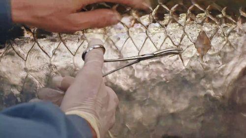 追踪巨型鱼 第二季,第二季惊心动魄的海洋探险